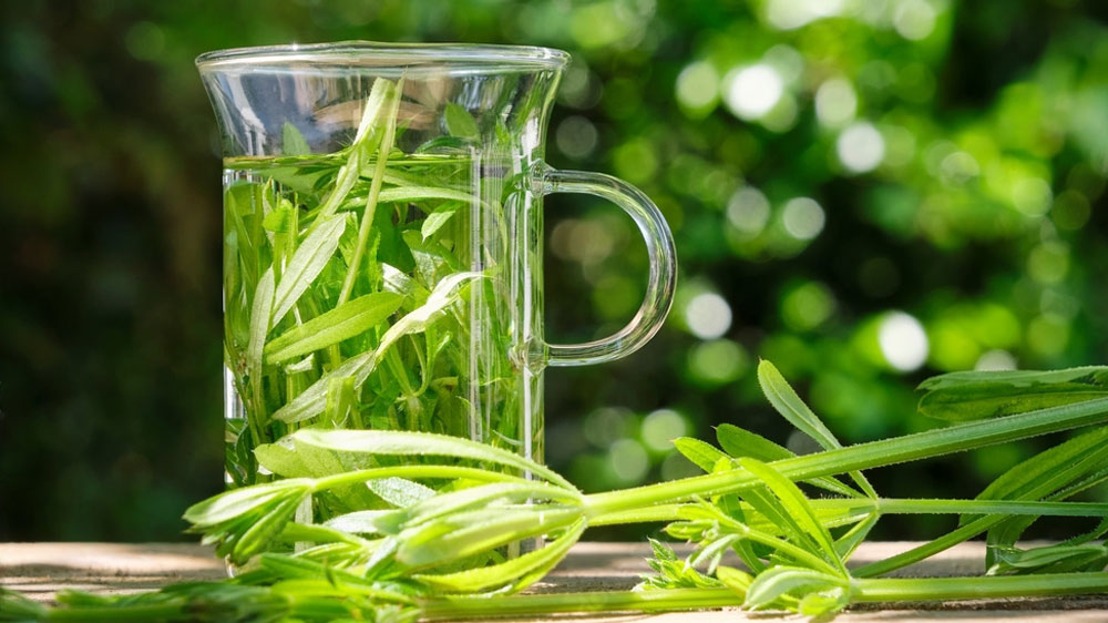 Cleaver Tea wild foraged herb
