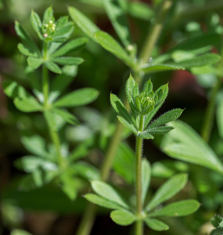 Close up of cleavers foraging for Irish wild food