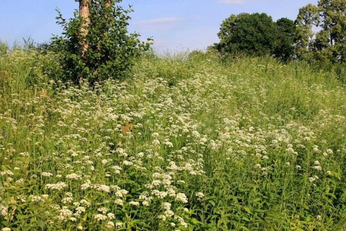 Cow parsley or wild chevil