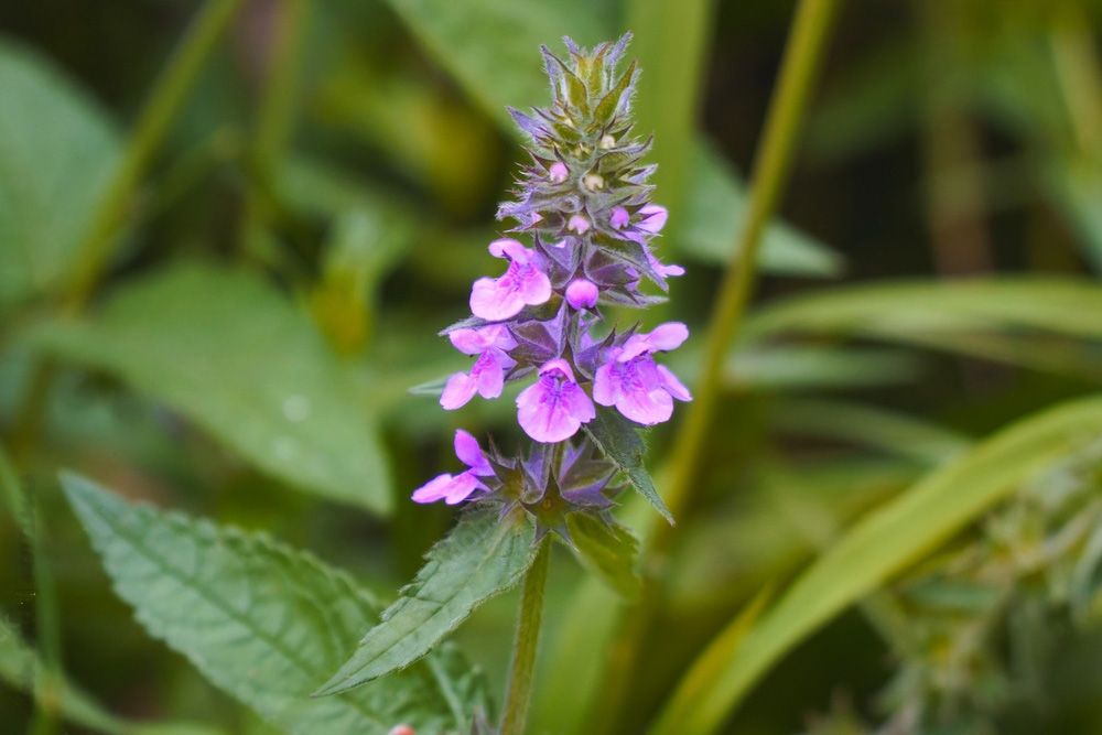 Edible wild food and herbal medicine, woundwort plant
