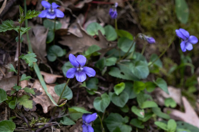 Forage for wild edible flowers, the dog violet