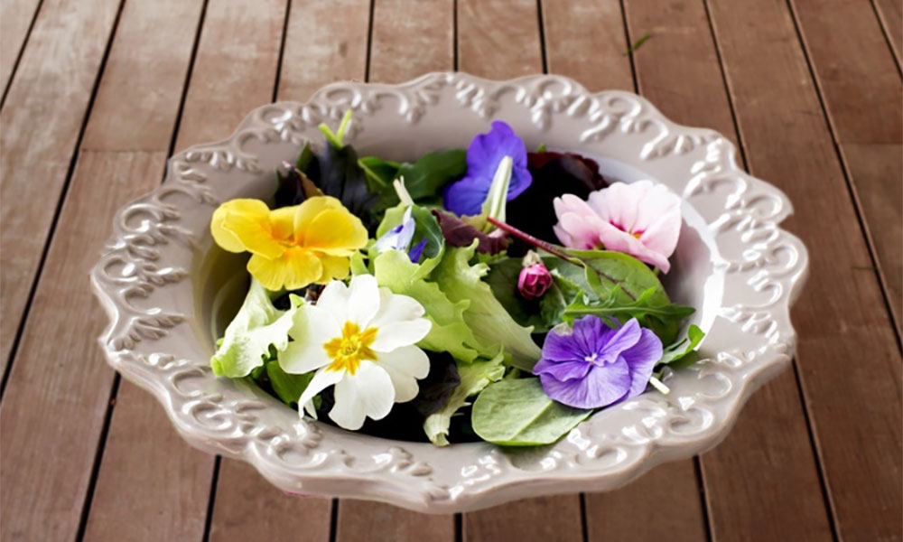 Foraging for primrose flowers salad
