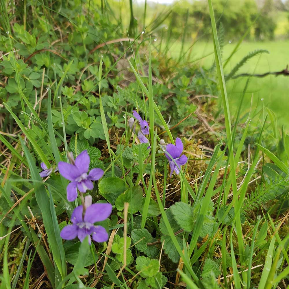 Foraging for wild Irish dog violets around Marblehill Galway Ireland
