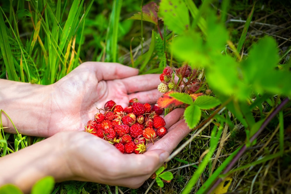 Foraging for wild food srawberries at Marblehill