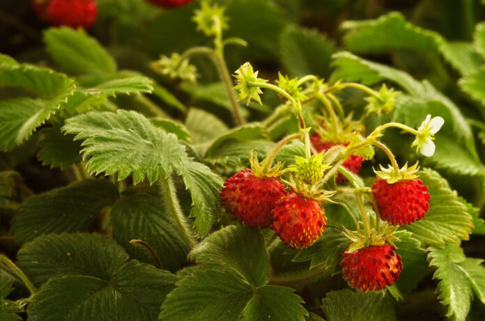 Foraging for wild strawberries