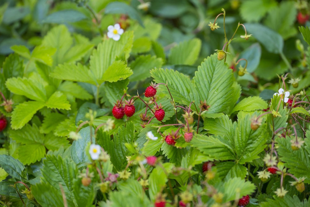 Foraging for wild strawberries in Galway