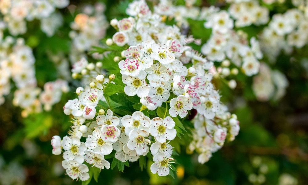 Hawthorn flowers foraging and identification