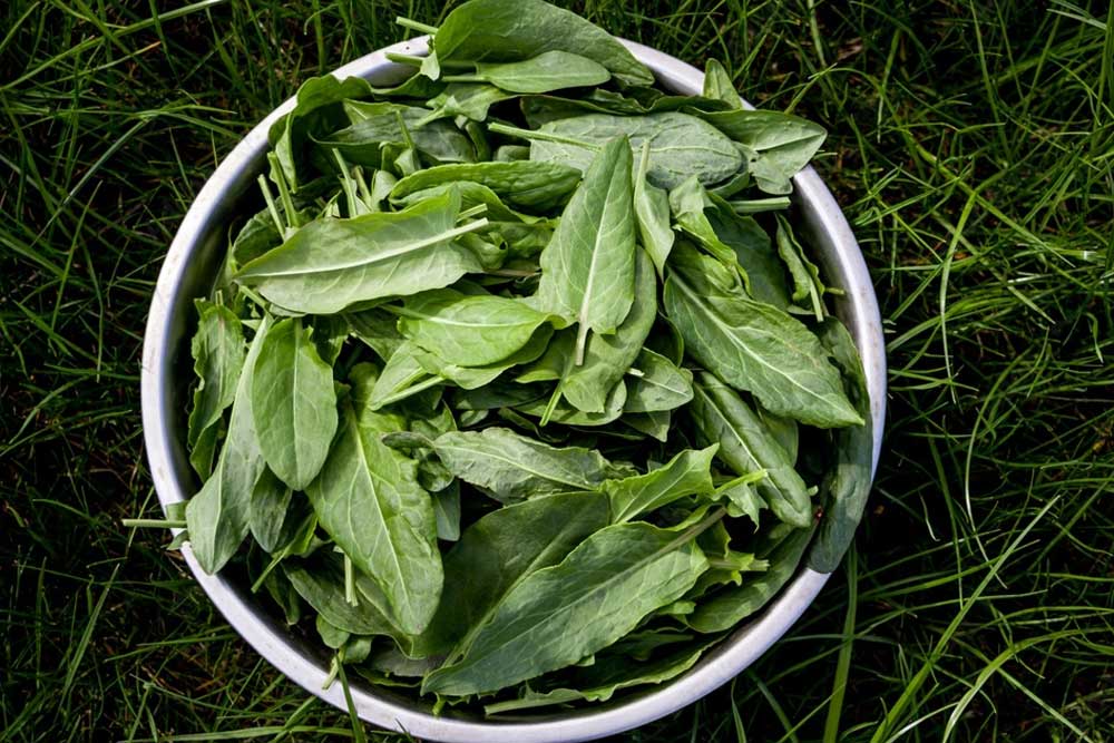 How to find and forage for sorrel