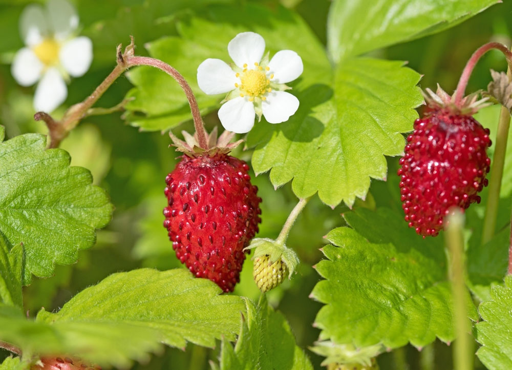 Marblehill Forage for wild strawberry