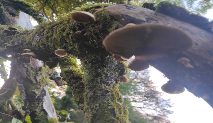 mushrooms and fungi growing at Marblehill