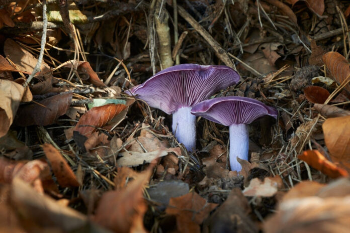 foragig for Wood Blewits